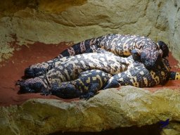 Haus des Meeres 13.03.2026